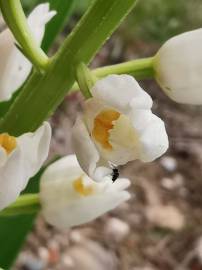 Fotografia da espécie Cephalanthera longifolia