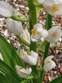 Fotografia da espécie Cephalanthera longifolia