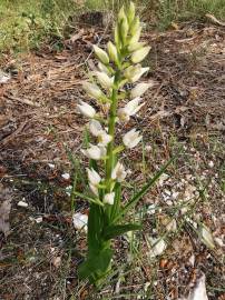 Fotografia da espécie Cephalanthera longifolia