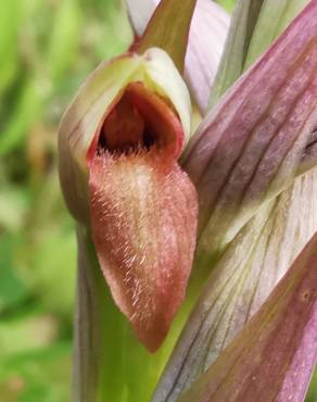 Fotografia 14 da espécie Serapias parviflora no Jardim Botânico UTAD