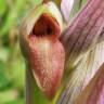 Fotografia 14 da espécie Serapias parviflora do Jardim Botânico UTAD