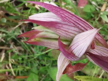 Fotografia da espécie Serapias parviflora