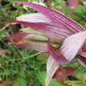 Fotografia 18 da espécie Serapias parviflora do Jardim Botânico UTAD