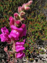 Fotografia da espécie Antirrhinum cirrhigerum