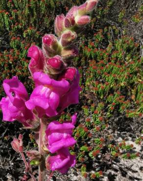 Fotografia 7 da espécie Antirrhinum cirrhigerum no Jardim Botânico UTAD