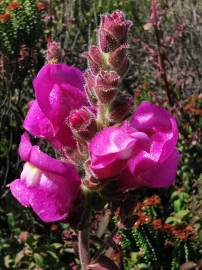 Fotografia da espécie Antirrhinum cirrhigerum