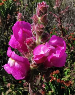 Fotografia 9 da espécie Antirrhinum cirrhigerum no Jardim Botânico UTAD