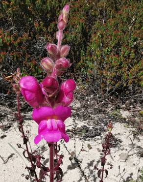 Fotografia 10 da espécie Antirrhinum cirrhigerum no Jardim Botânico UTAD