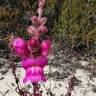 Fotografia 10 da espécie Antirrhinum cirrhigerum do Jardim Botânico UTAD