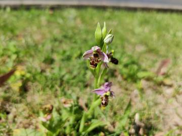 Fotografia da espécie Ophrys scolopax