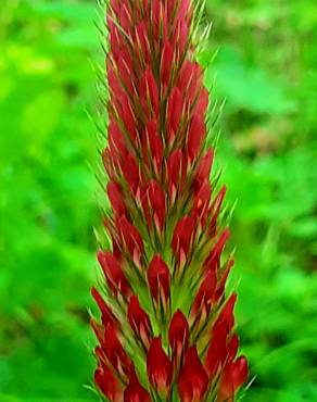 Fotografia 13 da espécie Trifolium incarnatum no Jardim Botânico UTAD