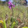 Fotografia 16 da espécie Orchis morio do Jardim Botânico UTAD