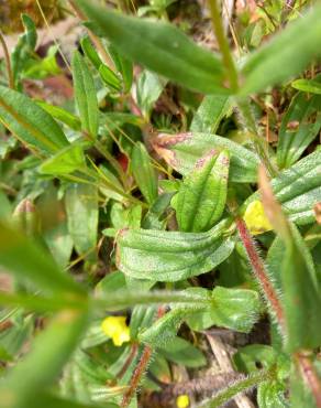 Fotografia 8 da espécie Tuberaria guttata no Jardim Botânico UTAD