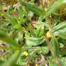 Fotografia 8 da espécie Tuberaria guttata do Jardim Botânico UTAD