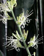 Fotografia da espécie Dracaena trifasciata