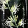 Fotografia 1 da espécie Dracaena trifasciata do Jardim Botânico UTAD