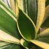Fotografia 9 da espécie Dracaena trifasciata do Jardim Botânico UTAD