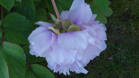 Fotografia da espécie Paeonia × suffruticosa