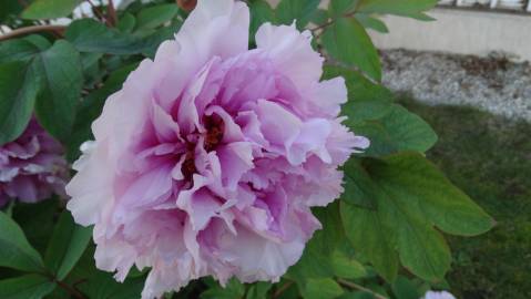 Fotografia da espécie Paeonia × suffruticosa