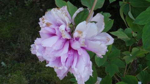 Fotografia da espécie Paeonia × suffruticosa