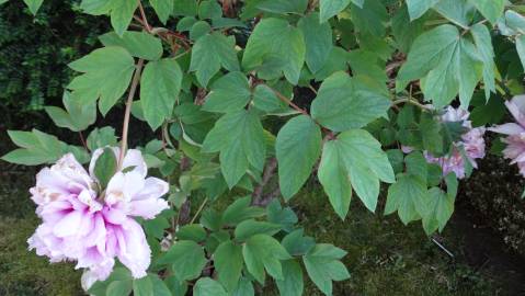 Fotografia da espécie Paeonia × suffruticosa