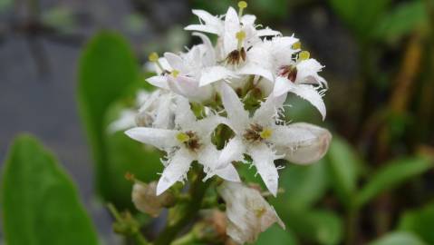 Fotografia da espécie Menyanthes trifoliata