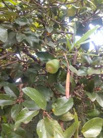 Fotografia da espécie Ficus pumila