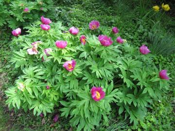 Fotografia da espécie Paeonia officinalis subesp. microcarpa