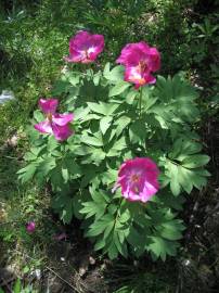 Fotografia da espécie Paeonia officinalis subesp. microcarpa