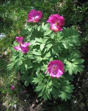 Fotografia 1 da espécie Paeonia officinalis subesp. microcarpa no Jardim Botânico UTAD