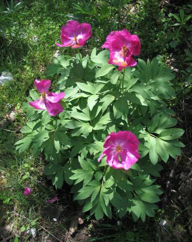 Fotografia de capa Paeonia officinalis subesp. microcarpa - do Jardim Botânico