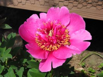 Fotografia da espécie Paeonia officinalis subesp. microcarpa