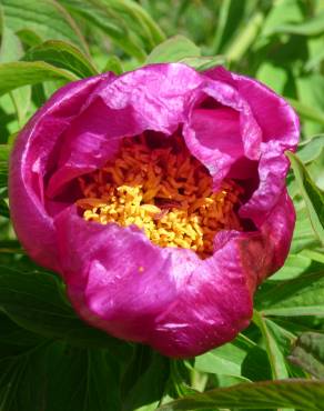 Fotografia 13 da espécie Paeonia officinalis subesp. microcarpa no Jardim Botânico UTAD