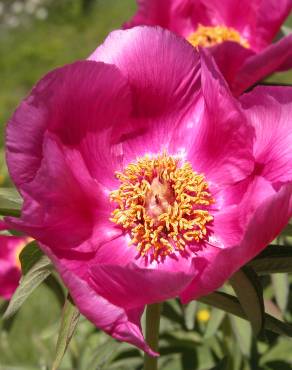 Fotografia 14 da espécie Paeonia officinalis subesp. microcarpa no Jardim Botânico UTAD