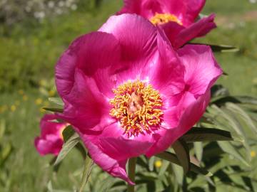 Fotografia da espécie Paeonia officinalis subesp. microcarpa