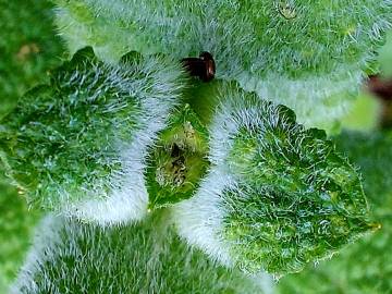 Fotografia da espécie Mentha suaveolens