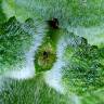 Fotografia 36 da espécie Mentha suaveolens do Jardim Botânico UTAD