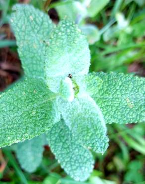 Fotografia 37 da espécie Mentha suaveolens no Jardim Botânico UTAD