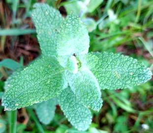 Fotografia da espécie Mentha suaveolens