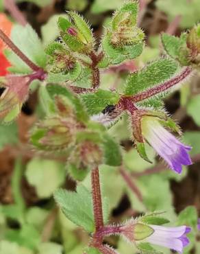 Fotografia 19 da espécie Campanula erinus no Jardim Botânico UTAD