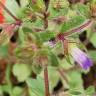 Fotografia 19 da espécie Campanula erinus do Jardim Botânico UTAD