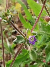 Fotografia da espécie Campanula erinus