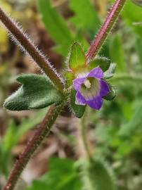 Fotografia da espécie Campanula erinus