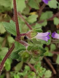 Fotografia da espécie Campanula erinus