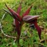 Fotografia 16 da espécie Serapias lingua do Jardim Botânico UTAD
