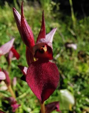 Fotografia 17 da espécie Serapias lingua no Jardim Botânico UTAD