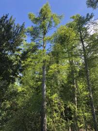 Fotografia da espécie Taxodium distichum