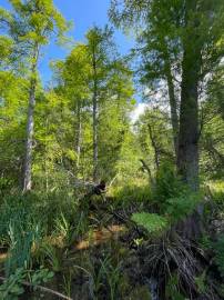 Fotografia da espécie Taxodium distichum