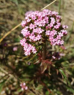 Fotografia 5 da espécie Centranthus calcitrapae subesp. calcitrapae no Jardim Botânico UTAD