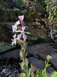 Fotografia da espécie Silene gallica